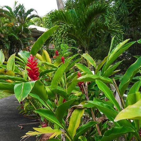 Color Garden - Studio Martinique Sainte-Anne Bagian luar foto