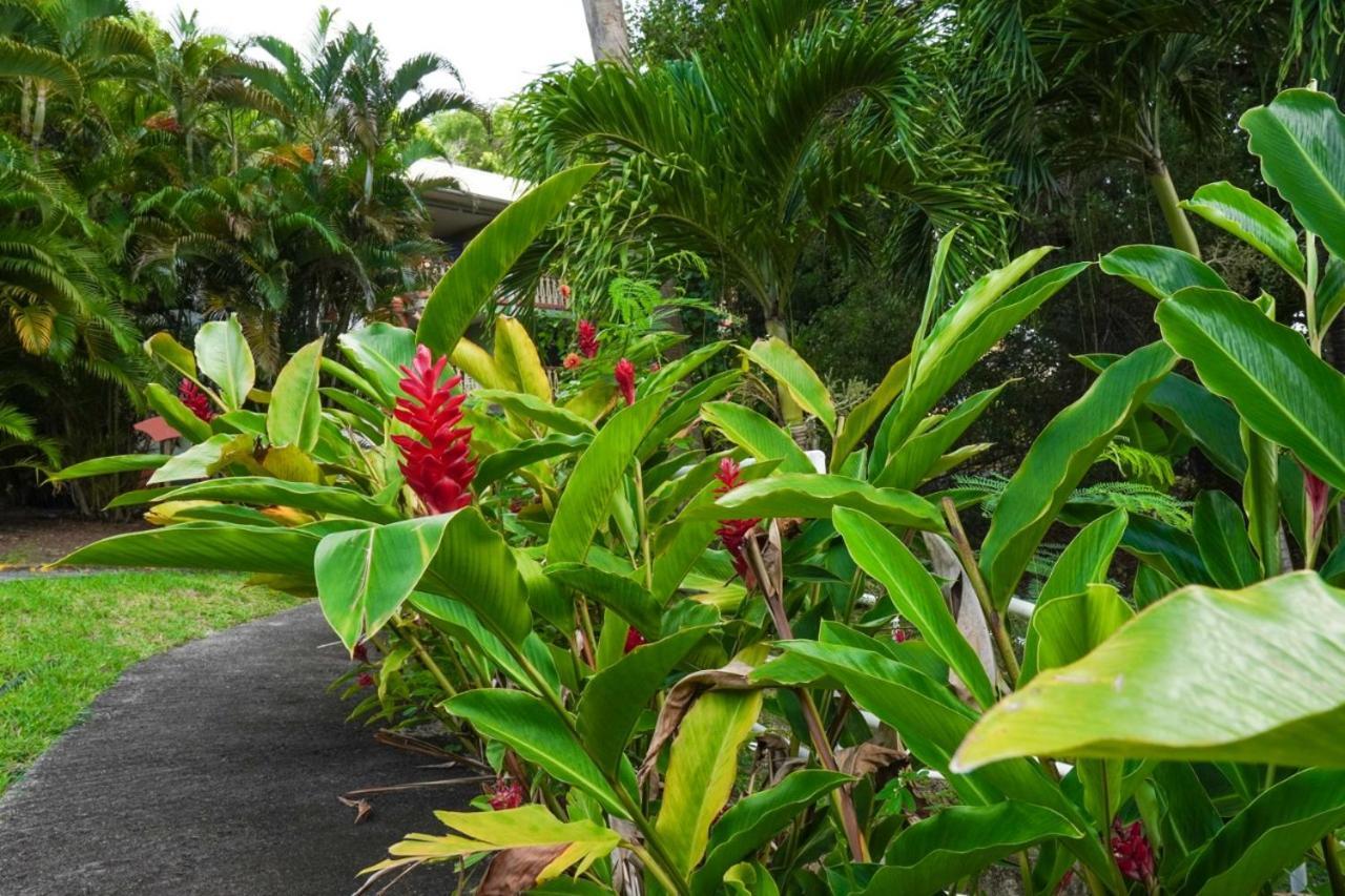 Color Garden - Studio Martinique Sainte-Anne Bagian luar foto